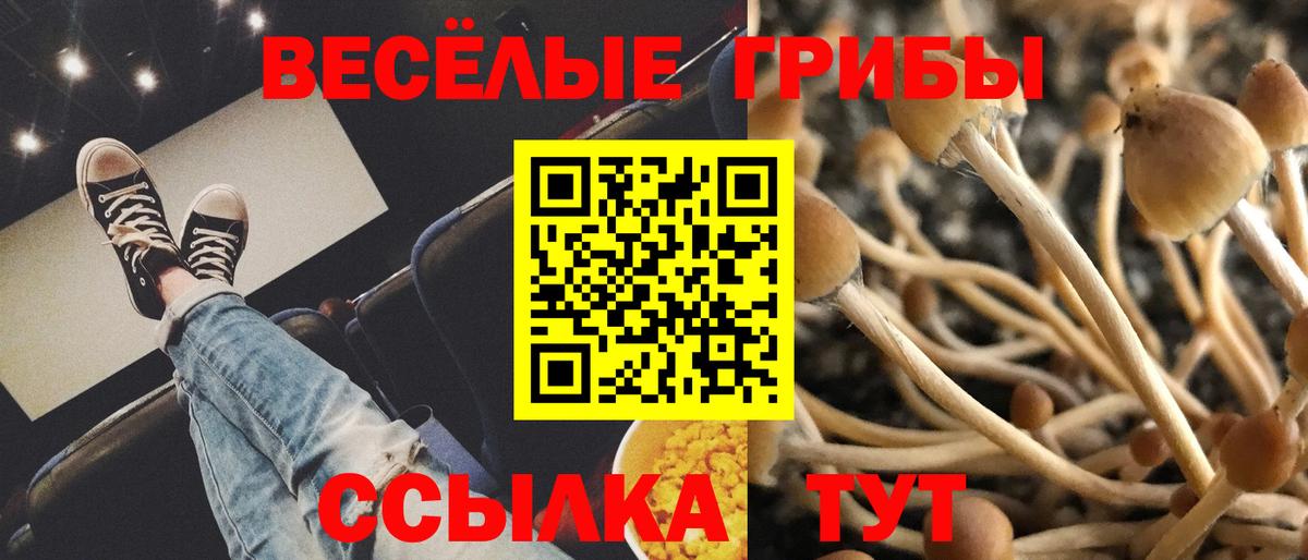 Галлюциногенные грибы Psilocybine cubensis Алатырь